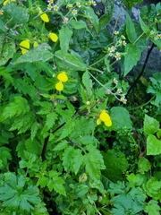 Calceolaria tripartita image