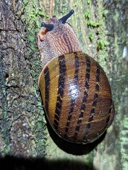 Hedleyella falconeri