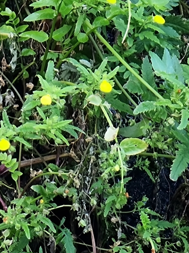 Calceolaria tripartita image