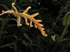 Woodwardia japonica