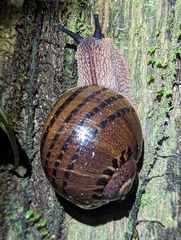 Hedleyella falconeri