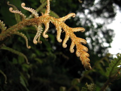 Woodwardia japonica