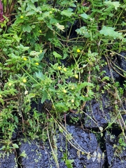 Calceolaria tripartita image