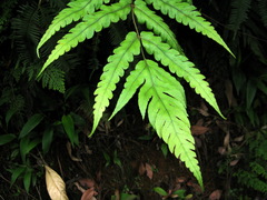 Woodwardia japonica