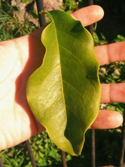 Escallonia pulverulenta