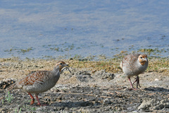 Ortygornis pondicerianus