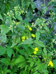 Calceolaria tripartita image