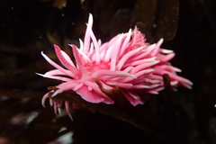 Okenia rosacea