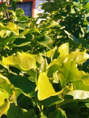 Escallonia pulverulenta