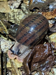 Hedleyella falconeri