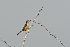 Prinia socialis