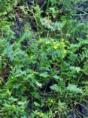 Calceolaria tripartita image