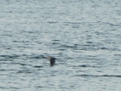 Urile penicillatus