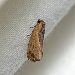 Cryptophlebia ombrodelta