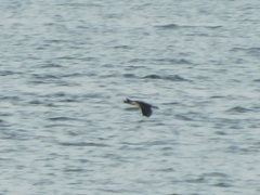 Urile penicillatus