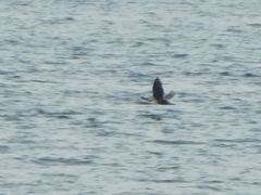 Urile penicillatus