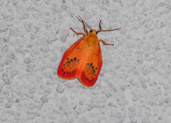 Miltochrista miniata