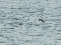 Urile penicillatus