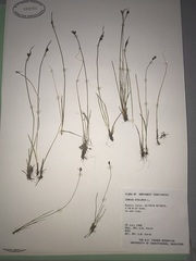 Juncus biglumis