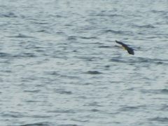 Urile penicillatus