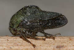 Telamona