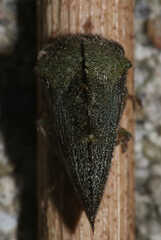 Telamona