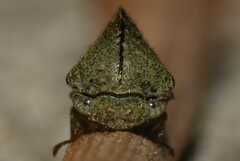 Telamona