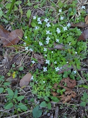 Houstonia procumbens