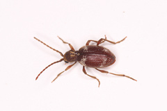 Ptinus