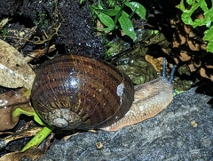 Hedleyella falconeri