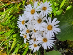 Dolichoglottis scorzoneroides