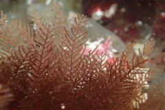 Abietinaria