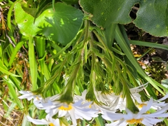 Dolichoglottis scorzoneroides