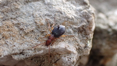 Brachinus