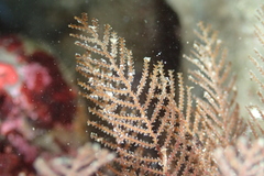 Abietinaria