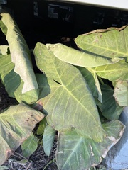 Xanthosoma sagittifolium