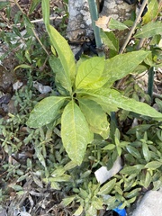 Asclepias perennis
