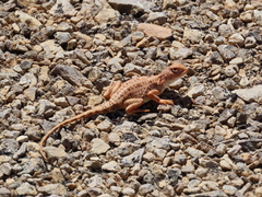 Tympanocryptis intima