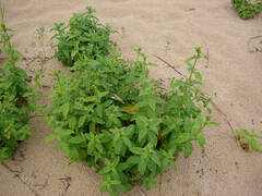 Saponaria officinalis