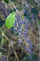 Ligustrum sinense
