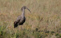 Theristicus caerulescens