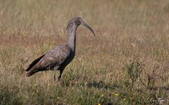 Theristicus caerulescens