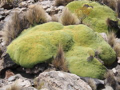 Azorella compacta