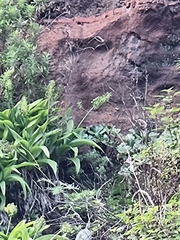 Scilla madeirensis image
