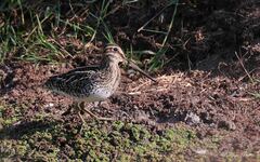 Gallinago paraguaiae