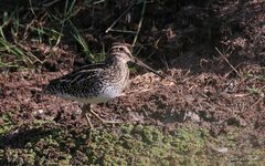Gallinago paraguaiae