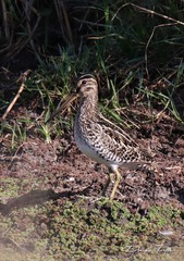 Gallinago paraguaiae