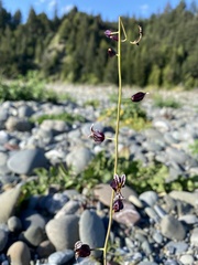 Streptanthus glandulosus glandulosus