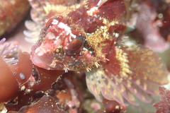 Oligocottus rubellio