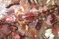 Oligocottus rubellio